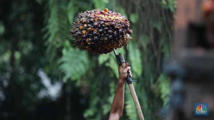 Pekerja mengangkut hasil panen kelapa Sawit di kebun Cimulang, Bogor, Jawa Barat, Jumat (15/3). Badan Pusat Statistik BPS  mengumumkan neraca Perdagangan (Ekspor-impor) Pada bulan Februari, nilai ekspor mencapai US$ 12,53 miliar, atau turun 11,33% dari tahun sebelumnya (YoY). Nilai ekspor minyak sawit sepanjang Januari-Februari 2019 hanya mencapai US$ 2,94 miliar, yang artinya turun 15,06% dibandingkan periode yang sama pada tahun 2018.  (վ/Muhammad Sabki)