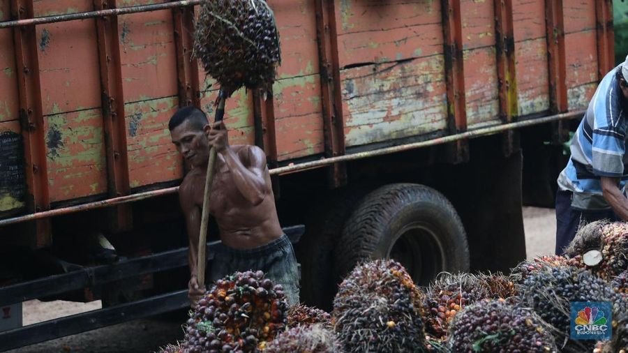 Pekerja mengangkut hasil panen kelapa Sawit di kebun Cimulang, Bogor, Jawa Barat, Jumat (15/3). Badan Pusat Statistik BPS  mengumumkan neraca Perdagangan (Ekspor-impor) Pada bulan Februari, nilai ekspor mencapai US$ 12,53 miliar, atau turun 11,33% dari tahun sebelumnya (YoY). Nilai ekspor minyak sawit sepanjang Januari-Februari 2019 hanya mencapai US$ 2,94 miliar, yang artinya turun 15,06% dibandingkan periode yang sama pada tahun 2018.  (վ/Muhammad Sabki)