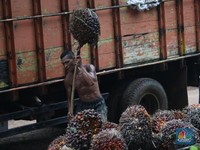 Besok China Libur Seminggu, Harga CPO Nyungsep