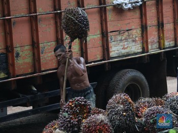 Menko Darmin: Industri Sawit RI Pekerjakan 17,5 Juta Orang