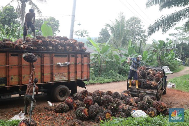 Ada Kabar Kurang Sedap Dari Malaysia Harga Cpo Drop 1 Lebih