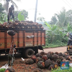 Mantap, Petani Sawit Rakyat Patungan Bikin Pabrik Migor
