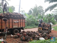 Mantap, Petani Sawit Rakyat Patungan Bikin Pabrik Migor