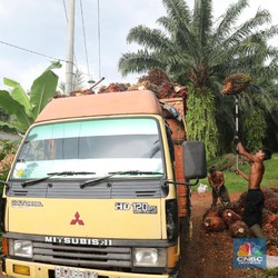 Harga CPO Agak Loyo, Saham Emiten Sawit Mulai Tumbang