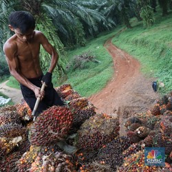 Harga CPO Reli 5 Hari, Emiten Sawit Diburu Investor