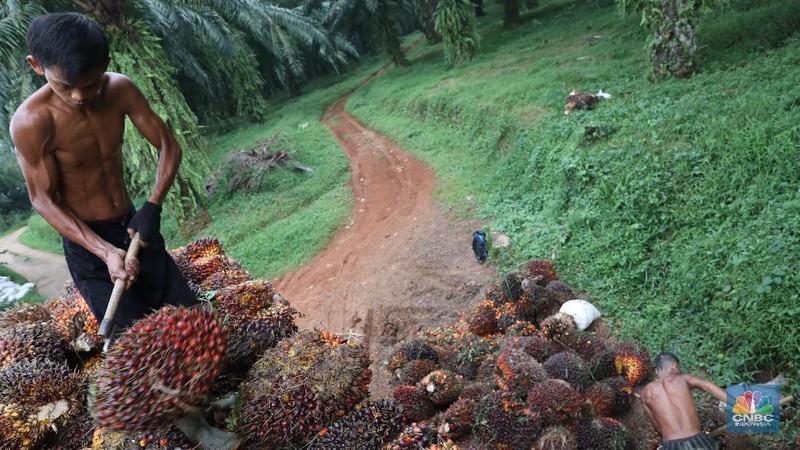 Ilustrasi kelapa sawit. (CNBC Indonesia/Muhammad Sabki)
