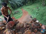 Bos Sawit Pusing, Harga CPO Ambles 30% Kuartal III-2022