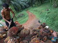 Harga CPO Reli 5 Hari, Emiten Sawit Diburu Investor