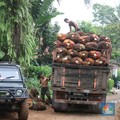 Harga CPO Ambruk, Pelaku Industri Butuh 
