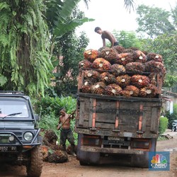 Juragan Pesta Pora! Harga Sawit Meroket Hampir 16% Minggu Ini