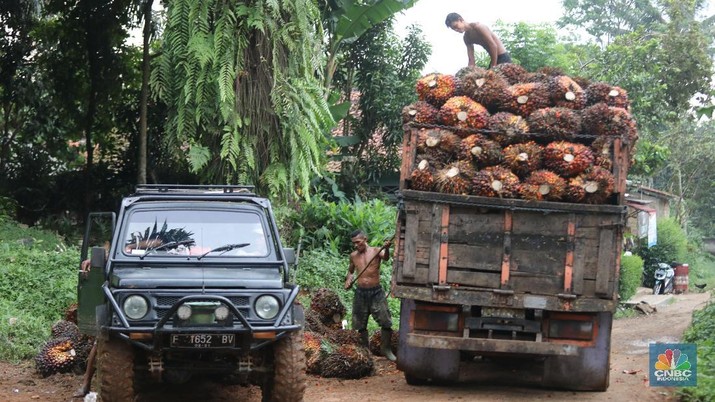 Pekerja mengangkut hasil panen kelapa Sawit di kebun Cimulang, Bogor, Jawa Barat, Jumat (15/3). Badan Pusat Statistik BPS  mengumumkan neraca Perdagangan (Ekspor-impor) Pada bulan Februari, nilai ekspor mencapai US$ 12,53 miliar, atau turun 11,33% dari tahun sebelumnya (YoY). Nilai ekspor minyak sawit sepanjang Januari-Februari 2019 hanya mencapai US$ 2,94 miliar, yang artinya turun 15,06% dibandingkan periode yang sama pada tahun 2018.  (CNBC Indonesia/Muhammad Sabki)