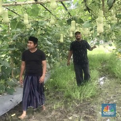 Duka Petani di Pinggiran Jakarta, Rugi Besar Saat Gagal Panen