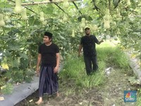 Duka Petani di Pinggiran Jakarta, Rugi Besar Saat Gagal Panen