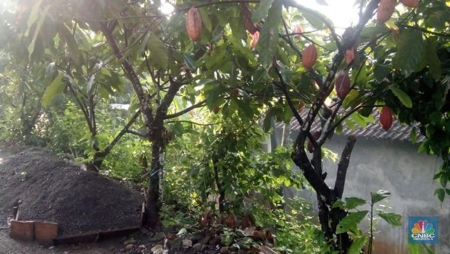 Kondisi komoditas kakao di Indonesia meningkat dari segi tren konsumsi dan tren industri.