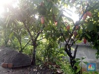 Nasib Mujur Petani Kakao yang Terus Catatkan Cuan