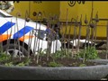 VIDEO: Polisi Masih Buru Pelaku Penembakan di Utrecht