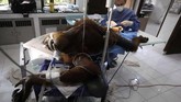 Bukan cuma di Indonesia, populasi orangutan semakin terancam di dunia. Menurut data dari International Union for Conservation of Nature, hingga saat ini kawanan orangutan hanya tersisa 100 ribu. (AP Photo/Binsar Bakkara)
