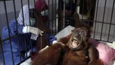 Warga desa dan penjaga kebun menjadi pelaku utama pembunuhan orangutan. Tahun lalu, empat pria asal Indonesia ditangkap karena membunuh orangutan dengan 130 kali tembakan peluru senapan angin. (AP Photo/Binsar Bakkara)