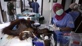 Dijelaskan kelompok konservasi, orangutan betina itu sedang memeluk anaknya saat ditemukan di bawah Pohon Nangka di salah satu perkebunan milik warga desa. (AP Photo/Binsar Bakkara)