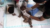 Dokter hewan terlihat sedang merawat anak orangutan betina yang bernama Brenda. (AP Photo/Binsar Bakkara)