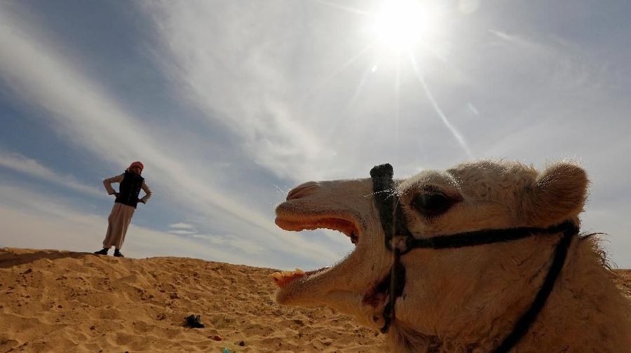 Mohamed Mostafa looks on during the opening of 18th International Camel Racing festival at the Sarabium desert in Ismailia, Egypt, March 12, 2019. Picture taken March 12, 2019. REUTERS/Amr Abdallah Dalsh