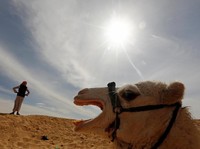 Geger Skandal Kontes Kecantikan Unta Arab Saudi