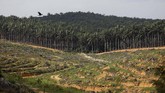 Mata pencaharian petani kelapa sawit di Kampar, Provinsi Riau tengah diserang. Ancaman bukan berasal dari serangga atau orang utan, melainkan oleh harga sawit yang anjlok. (AFP/WAHYUDI).