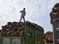 Jokowi Minta China Borong Sawit dan Buah dari Indonesia
