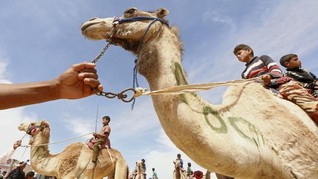 Tanpa Joki, Balap Unta di Dubai Gunakan Remote Control