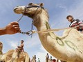 Tanpa Joki, Balap Unta di Dubai Gunakan Remote Control