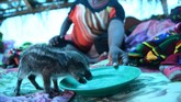 Pengungsi juga turut membawa hewan ternaknya ke pengungsian. Hewan ternak jadi salah satu aset yang perlu diselamatkan saat barang-barang lain terseret banjir. (ANTARA FOTO/Zabur Karuru/aww)
