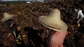 Jokowi menyarankan para petani sawit untuk menanam durian karena varietas produknya yang beragam. Selain itu, tidak semua negara mampu memasok durian di pasar internasional. (REUTERS/Samsul Said).