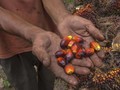 Uji Coba Produksi Bioavtur di Kilang Cilacap Mulai 2020