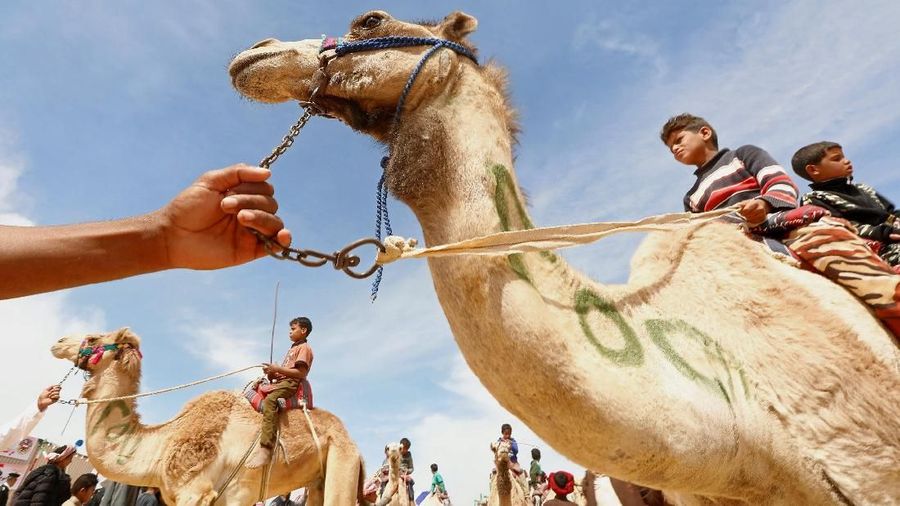 Jockeys, most of whom are children, wait at the starting line during the 18th International Camel Racing festival at the Sarabium desert in Ismailia, Egypt, March 12, 2019. Picture taken March 12, 2019. REUTERS/Amr Abdallah Dalsh