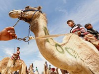 Geger Unta 'Sepak' Wanita Jemaat Gereja, Begini Ceritanya