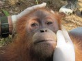 Lagi, Orangutan Diselamatkan dari Perkebunan Warga di Aceh