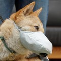 Hari, seekor anjing Jindo Korea berusia satu setengah tahun mengenakan topeng anjing pada hari yang buruk kualitas udara di Incheon, Korea Selatan, 15 Maret 2019. Foto diambil pada 15 Maret 2019. (REUTERS / Hyun Young Yi)