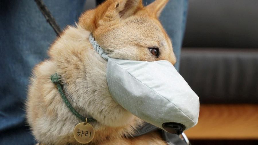 Korea selatan mengalami dampak terparah dalam permasalahan polusi udara, sampai pihak otoritas menyebut situasi tersebut sebagai bencana sosial.