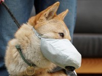 Hari, seekor anjing Jindo Korea berusia satu setengah tahun mengenakan topeng anjing pada hari yang buruk kualitas udara di Incheon, Korea Selatan, 15 Maret 2019. Foto diambil pada 15 Maret 2019. (REUTERS / Hyun Young Yi)