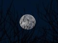 Mengenal Fenomena Pink Moon