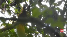 VIDEO: Wisata Burung Cendrawasih di Tambrauw