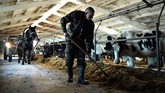 Pria yang sehari-hari bekerja memberi makan sapi di desa Slabodka, 232 km timur Minsk, memang terkenal suka