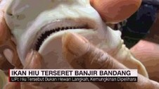 Warga Temukan Hiu di Banjir Bandang