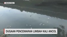 Puluhan Ikan Mati di Kali Ancol