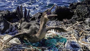 FOTO: Galapagos Diteror Sampah Plastik