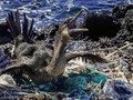 FOTO: Galapagos Diteror Sampah Plastik