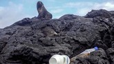 Galapagos terletak di Samudra Pasifik sekitar 1.000 kilometer sebelah barat pesisir Amerika Selatan. (Rodrigo BUENDIA / AFP)