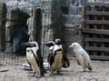 Kebun Binatang Polandia Merawat Penguin Albino