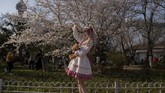Di tempat ini, wisatawan dapat menyaksikan sakura Somei-Yoshino yang terkenal di Jepang. (Nicolas ASFOURI / AFP)