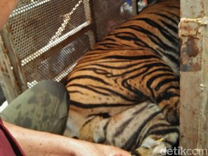 Harimau Kena Jerat Babi di Rohul, BBKSDA Turunkan Tim Evakuasi